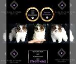 Small Photo #94 Pomeranian Puppy For Sale in WARSAW, IN, USA