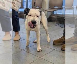 American Staffordshire Terrier-Unknown Mix Dogs for adoption in San Antonio, TX, USA