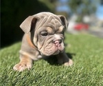 Small Photo #1 English Bulldog Puppy For Sale in IRVINE, CA, USA