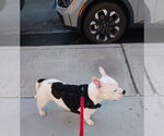 Small #2 Bulldog-Staffordshire Bull Terrier Mix