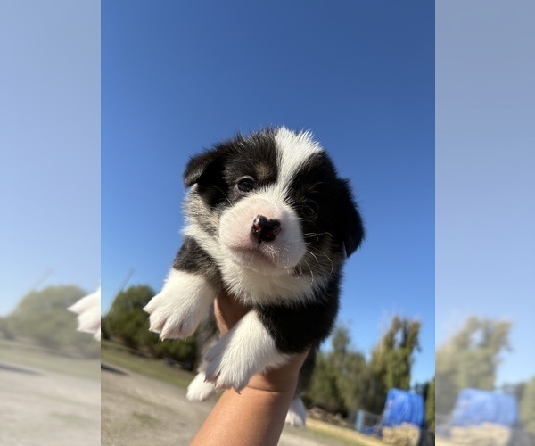 Medium Photo #4 Pembroke Welsh Corgi Puppy For Sale in OAKLEY, CA, USA