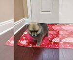 Small #2 Pomeranian