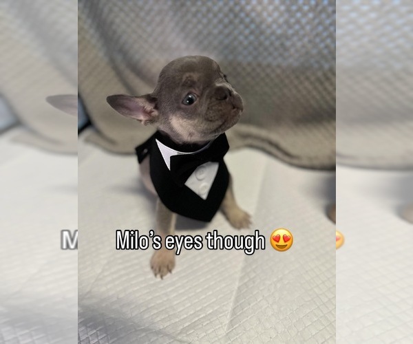 Medium Photo #10 French Bulldog Puppy For Sale in YUCAIPA, CA, USA