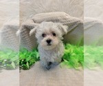 Small Photo #1 Morkie Puppy For Sale in NEODESHA, KS, USA