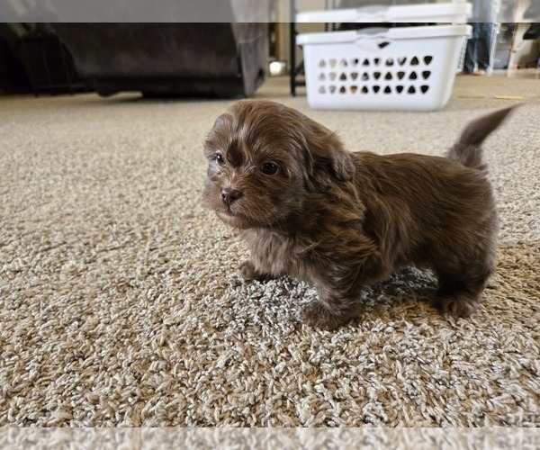 Medium Photo #11 ShihPoo Puppy For Sale in CARLYLE, IL, USA