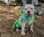 Small #1 Olde English Bulldogge