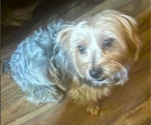 Medium Photo #3 Mutt Puppy For Sale in Fallbrook, CA, USA