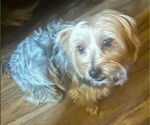 Small #2 Mutt