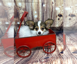 Image preview for Ad Listing. Nickname: Akc baby boy
