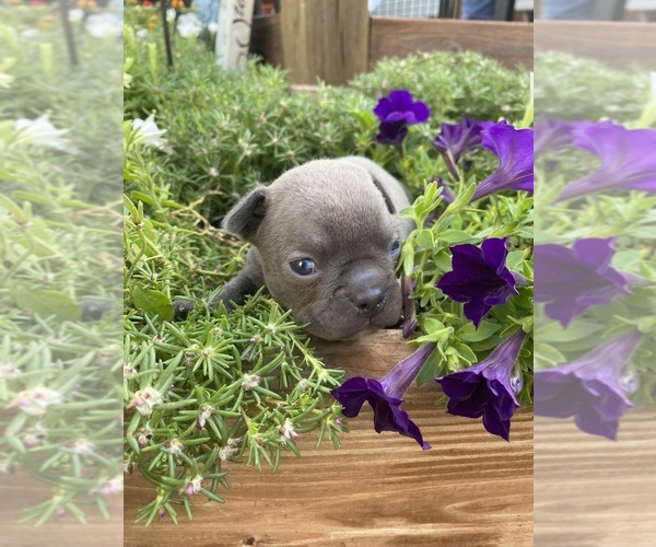 Medium Photo #7 Faux Frenchbo Bulldog Puppy For Sale in FREDONIA, KS, USA
