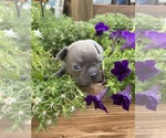 Small #6 Faux Frenchbo Bulldog
