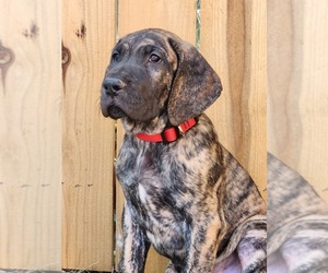 Great Dane Puppy for sale in O NEALS, CA, USA