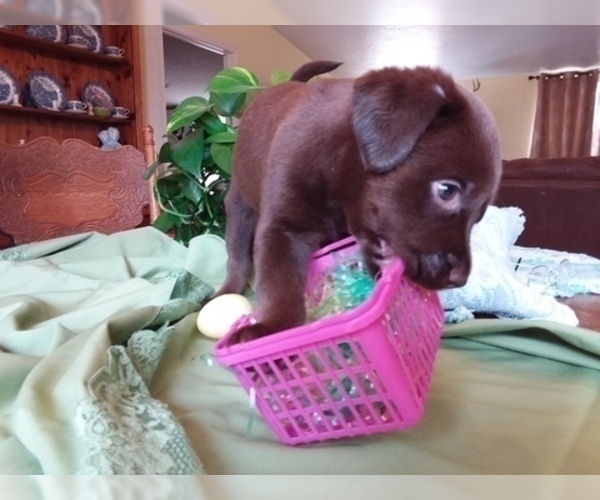 Medium Photo #2 Labrador Retriever Puppy For Sale in REED CITY, MI, USA
