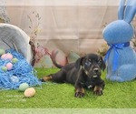 Small #3 Catahoula Leopard Dog