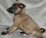 Small Photo #2 Belgian Malinois Puppy For Sale in HOLLYWOOD, FL, USA