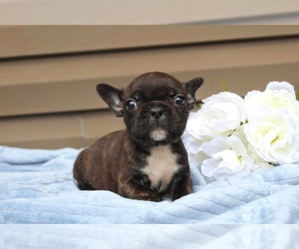 Medium Photo #8 French Bulldog Puppy For Sale in LIBERTY, KY, USA