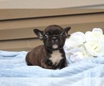 Small Photo #28 French Bulldog Puppy For Sale in LIBERTY, KY, USA