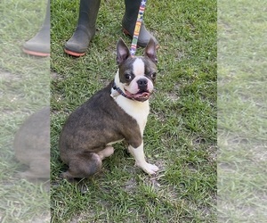 Father of the Boston Terrier puppies born on 06/16/2025