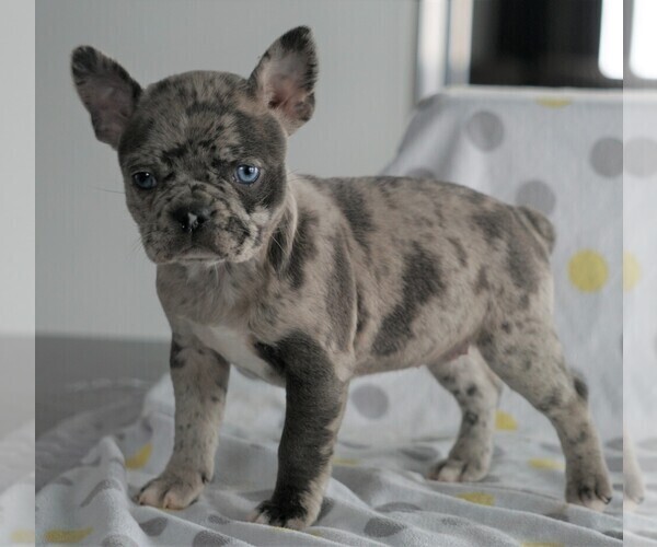 Medium Photo #1 Faux Frenchbo Bulldog Puppy For Sale in FREDERICKSBG, OH, USA