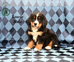 Small Photo #20 Bernese Mountain Dog Puppy For Sale in HARRISONBURG, VA, USA