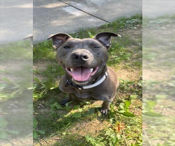 Medium Photo #3 American Pit Bull Terrier-Unknown Mix Puppy For Sale in Derwood, MD, USA