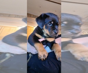 Rottweiler Puppy for sale in FRAZEE, MN, USA