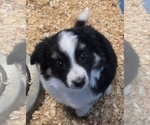 Dolly - Female Miniature Australian Shepherd Puppy for Sale - Photo #3