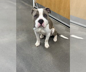 Mutt Dogs for adoption in Forestville, MD, USA