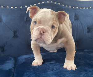 English Bulldog Puppy for sale in COLUMBUS, OH, USA