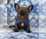 Small Photo #3 French Bulldog Puppy For Sale in LANCASTER, PA, USA