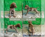 Small Photo #18 German Shorthaired Pointer Puppy For Sale in MOYIE SPRINGS, ID, USA