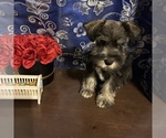 Small #2 Schnauzer (Miniature)