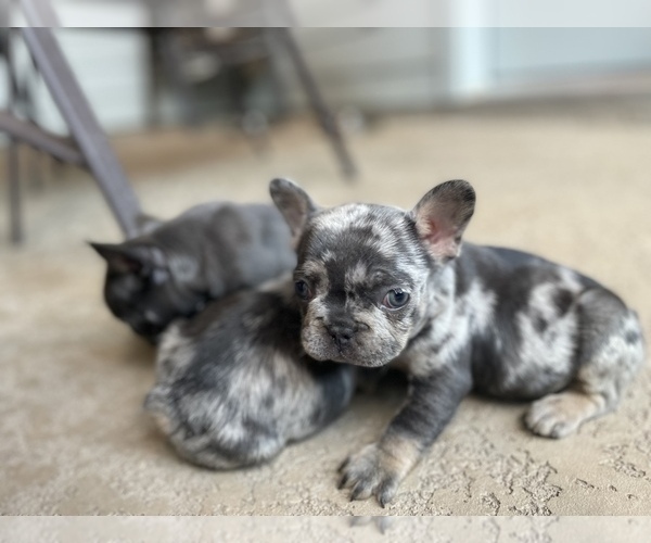 Medium Photo #15 French Bulldog Puppy For Sale in CYPRESS, TX, USA