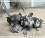 Small Photo #15 French Bulldog Puppy For Sale in CYPRESS, TX, USA