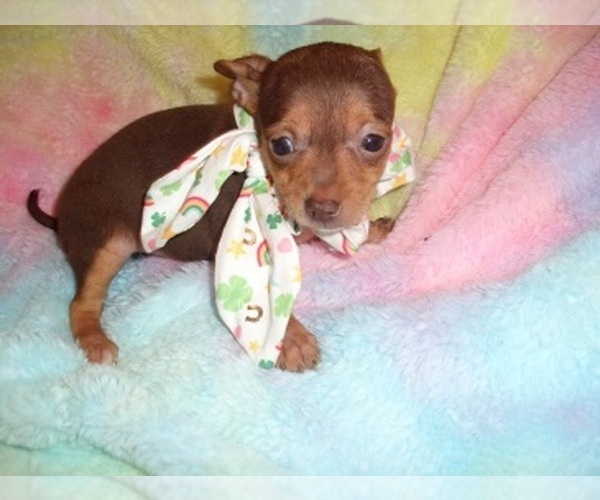 Medium Photo #2 Chihuahua Puppy For Sale in JACKSON, MS, USA