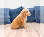 Small Photo #25 Goldendoodle (Miniature) Puppy For Sale in MILLERSBURG, OH, USA