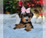 Small #5 Yorkshire Terrier