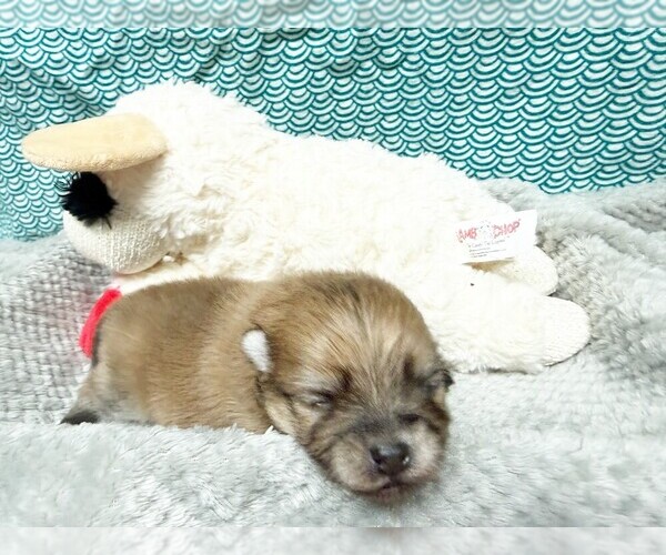 Medium Photo #1 Pomeranian Puppy For Sale in DAWSONVILLE, GA, USA