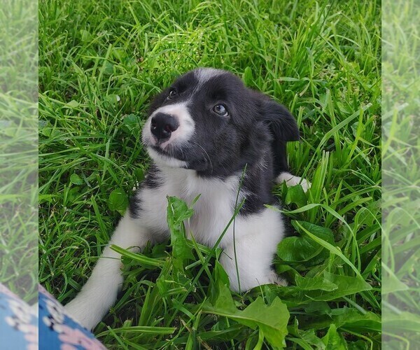 Medium Photo #116 Border Collie Puppy For Sale in NORBORNE, MO, USA