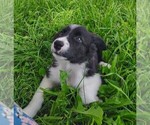 Small Photo #116 Border Collie Puppy For Sale in NORBORNE, MO, USA