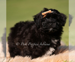 Small #2 Yorkipoo