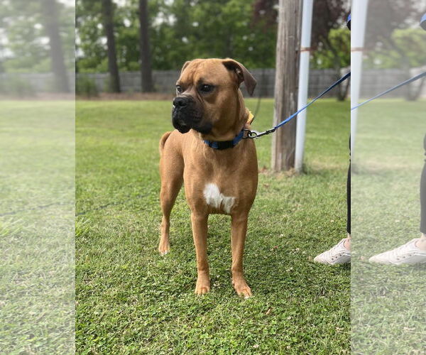 Medium Photo #8 Boxer Puppy For Sale in Burnsville, MN, USA
