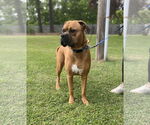 Small #7 Boxer