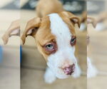 Small #5 American Pit Bull Terrier