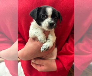 Boston Terrier-Unknown Mix Dogs for adoption in Grafton, WI, USA