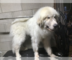 Great Pyrenees Dog for Adoption in PAYNESVILLE, Minnesota USA