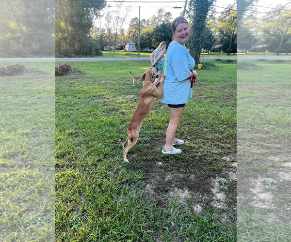 Medium Photo #7 Black Mouth Cur-Unknown Mix Puppy For Sale in Ridgefield, CT, USA