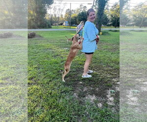 Ava - Female Black Mouth Cur-Unknown Mix Dog for Adoption - Photo #7