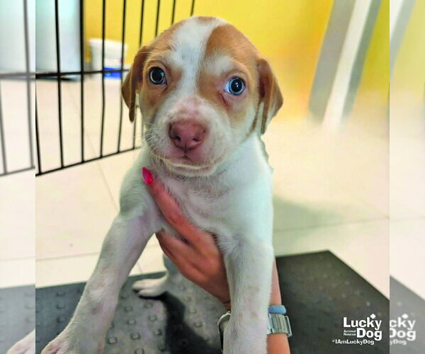 Medium Photo #2 Mutt Puppy For Sale in Washington, DC, USA