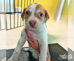 Small #1 Mutt